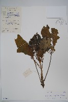 藏品(鵝掌柴、江某、鴨腳樹)的圖片