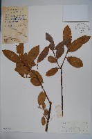 藏品(細刺冬青)的圖片