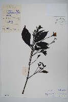 藏品(馬藍)的圖片