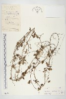 藏品(卵葉菜欒藤)的圖片