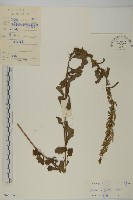 藏品(牡蒿)的圖片