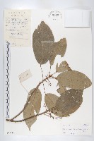 藏品(薯豆)的圖片