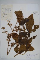 藏品(頭序蔥木)的圖片