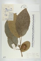 藏品(毛猴歡喜)的圖片