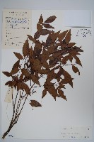 藏品(南天竹、天竹、蘭天竹)的圖片