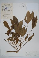 藏品(掌葉梁王茶)的圖片