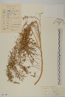 藏品(臭杏、土荊芥)的圖片