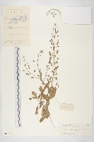 藏品(薺)的圖片