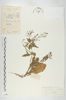 藏品(葶藶)的圖片