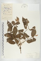 藏品(油柿)的圖片