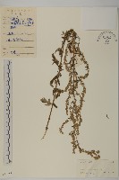 藏品(艾、五月艾)的圖片