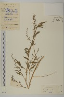 藏品(藜、灰藜)的圖片