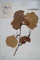 藏品(獼猴桃、奇異果)的圖片