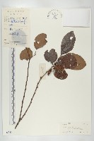 藏品(油柿)的圖片