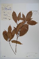 藏品(樟葉槭)的圖片