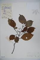 藏品(高山莢迷)的圖片