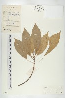 藏品(猴歡喜)的圖片