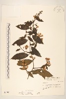 藏品(嘴葉鉤藤、鉤藤)的圖片