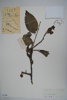 藏品(大果冬青)的圖片