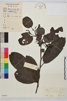 藏品(尼布魯鼠李)的圖片