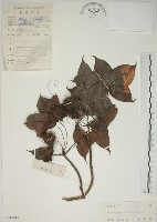 藏品(楓香、楓樹)的圖片