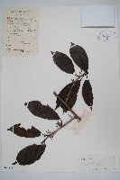 藏品(京梨獼猴桃)的圖片