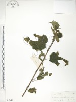 藏品(小構樹)的圖片