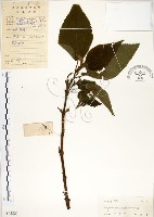 藏品(構樹)的圖片