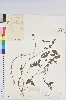 藏品(鐵莧菜)的圖片