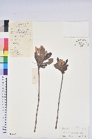 藏品(羊躑躅)的圖片