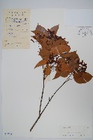 藏品(飛蛾槭)的圖片