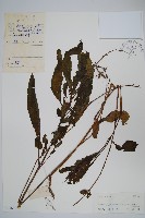 藏品(擬馬偕花、白接骨)的圖片