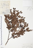 藏品(小葉赤楠)的圖片