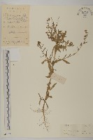 藏品(加拿大蓬)的圖片