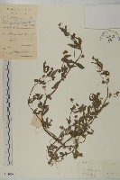 藏品(鱧腸)的圖片