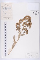 藏品(羊耳菊)的圖片