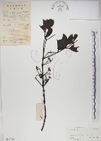 藏品(椆樹桑寄生, 大葉榿寄生)的圖片