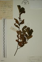 藏品(鈍齒鼠李)的圖片