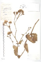 藏品(盧山鳳毛菊)的圖片