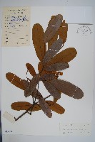 藏品(瓜馥木)的圖片