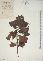 藏品(楓香、楓樹)的圖片