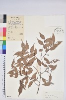 藏品(短尾越橘)的圖片