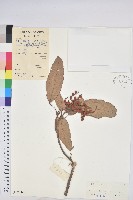 藏品(粗糠柴)的圖片