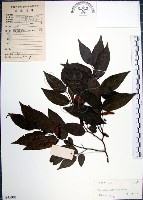 藏品(光果翼核木)的圖片