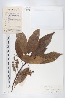 藏品(薯豆)的圖片