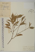 藏品(大丁黃)的圖片