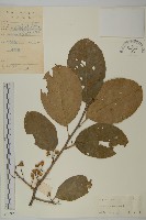 藏品(哥蘭葉)的圖片