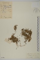 藏品(瓜槌草、漆姑草)的圖片