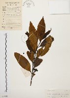 藏品(茜草樹)的圖片