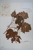 藏品(裂葉秋海棠)的圖片